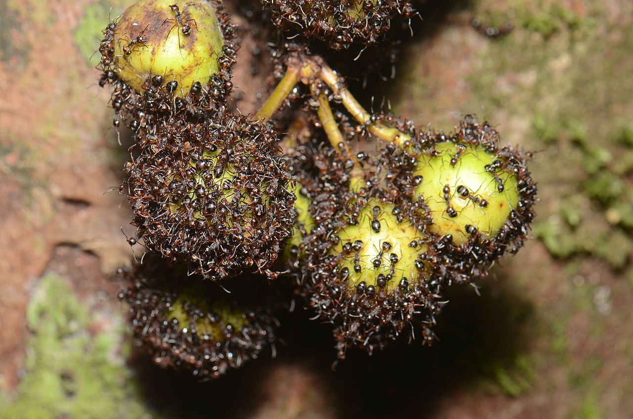 Are Ants attracted to the mold?