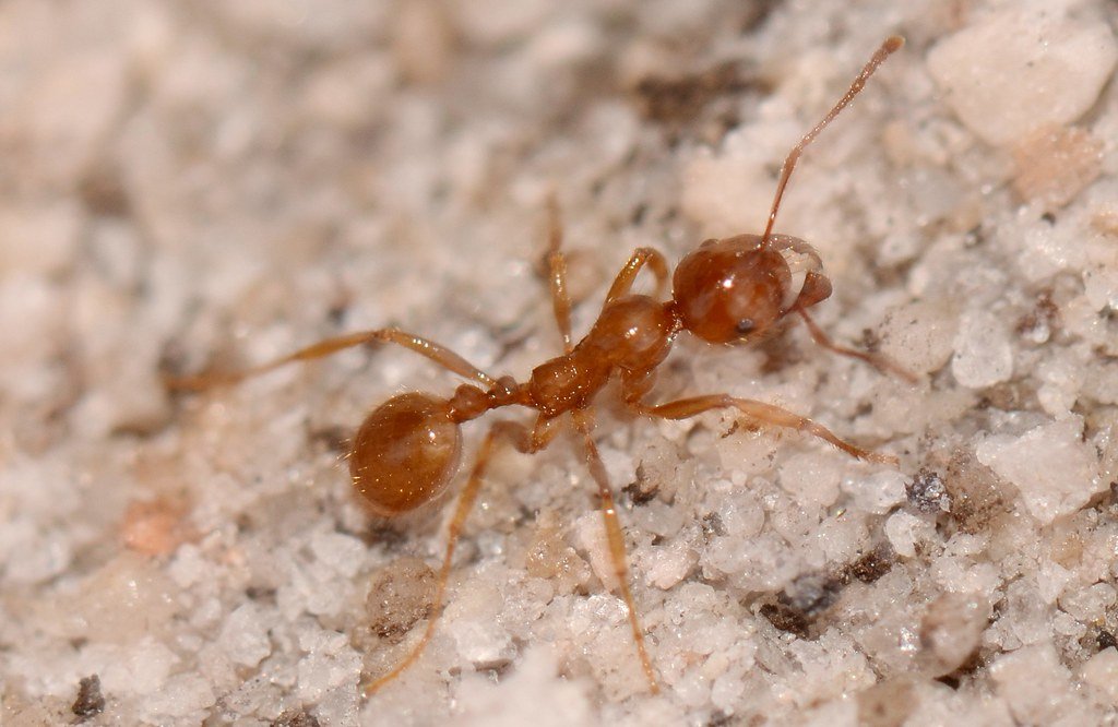 How to get rid of ants in the Electrical Outlet?
