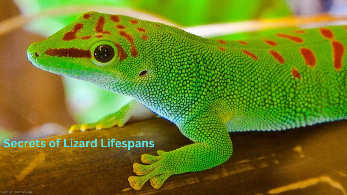 Secrets of Lizard Lifespans