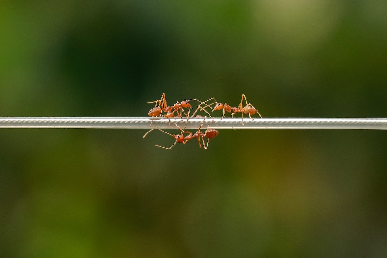 How do ants make climbing walls look so easy?